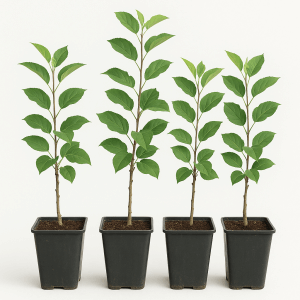 Сертификация деревьев