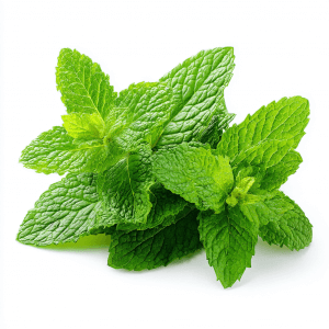 Сертификация мяты