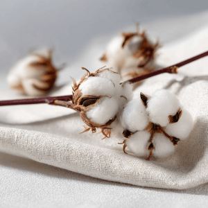 Сертификация хлопка