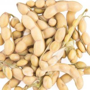 Сертификация сои